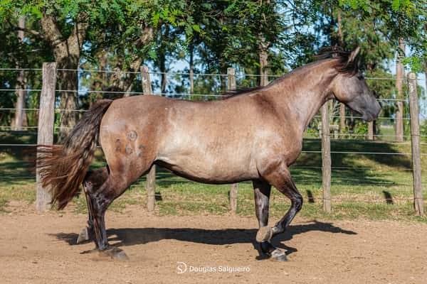 Lote MI NENA DE LA COLINA