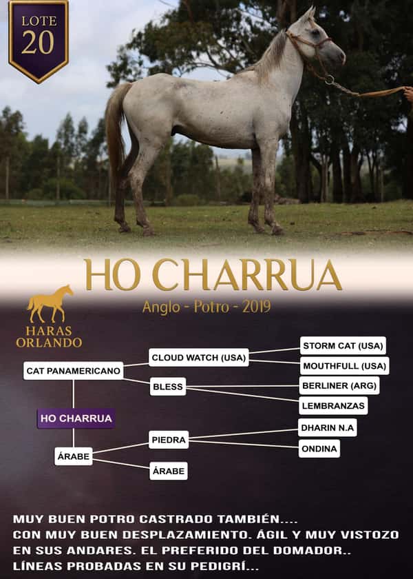 Lote HO CHARRUA