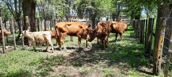 Lote 6 Vacas Paridas en Gral. Lamadrid, Buenos Aires