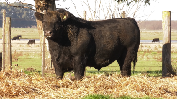 Lote TOROS PUROS POR CRUZA