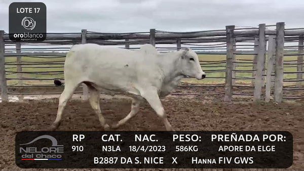 Lote LOTE 17
