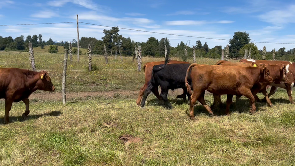 Lote 20 Ternero en Puyehue, X Región Los Lagos
