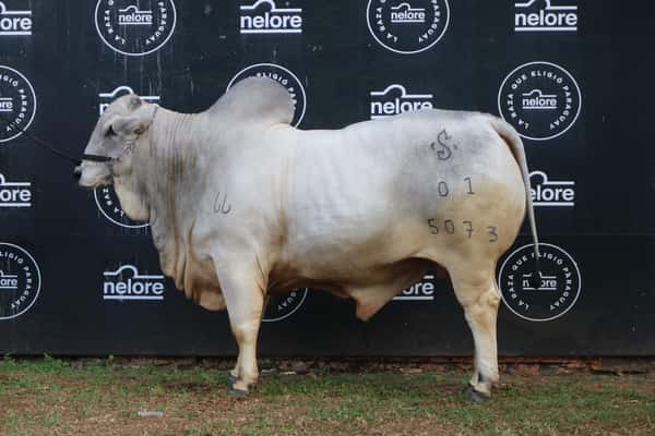 Lote Nelore a Bozal Expo Internacional 2022 RP 5073  - Lote 11