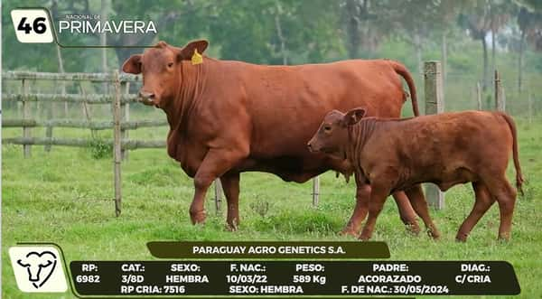 Lote LOTE 46- CAMPO