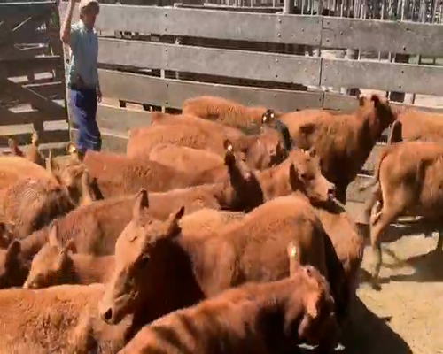 Lote 350 Terneras en Necochea, Buenos Aires