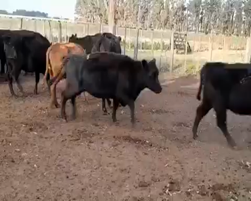 Lote 55 Vacas de invernar en Saladillo, Buenos Aires