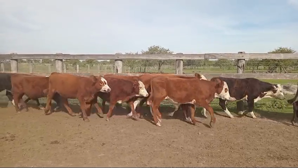 Lote 80 Terneros
