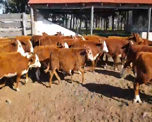 Lote 90 Terneros/as en Esquina, Corrientes