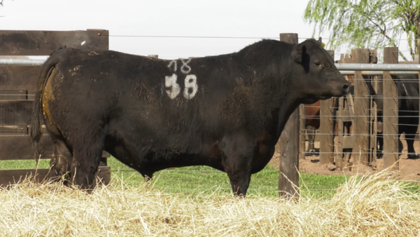 Lote TOROS ANGUS PURO CONTROLADO