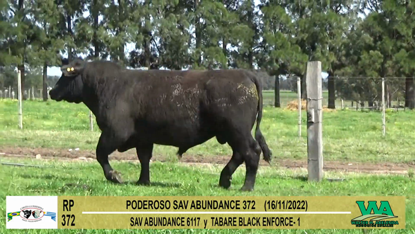 Lote Toros Angus a remate en Cabaña La Poderosa, Florida