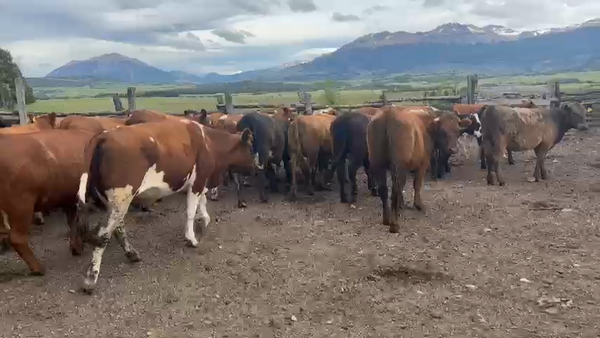 Lote 40 Vaquilla Engorda en Coyhaique, XI Región Aysén