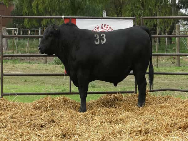 Imagen 4 del Lote Lote TOROS ANGUS NEGROS PC