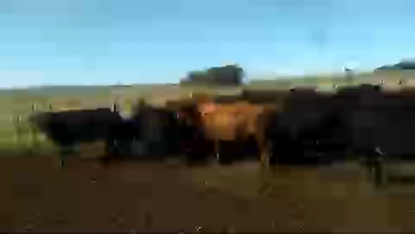 Lote 39 Vacas de Invernada en Velázquez, Rocha