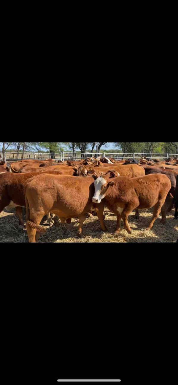 Lote 90 Novillitos en Formosa, Formosa