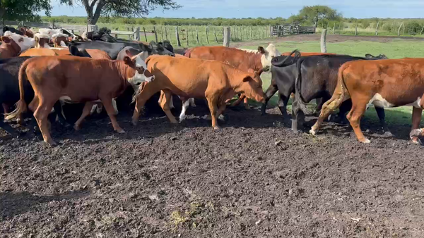 Lote 60 Vaquillonas en Maciá, Entre Ríos