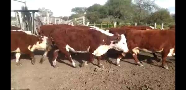 Lote 50 Vacas CUT preñadas en Maciá, Entre Ríos