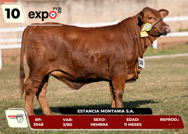 Lote LOTE 10