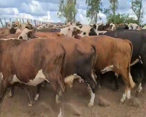 Lote 88 Vacas de invernar en Esquina, Corrientes