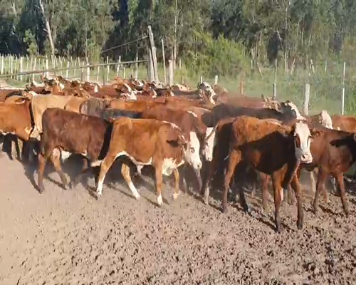 Lote 80 Terneros/as en Bella Vista, Corrientes