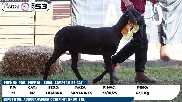 Lote LOTE 53