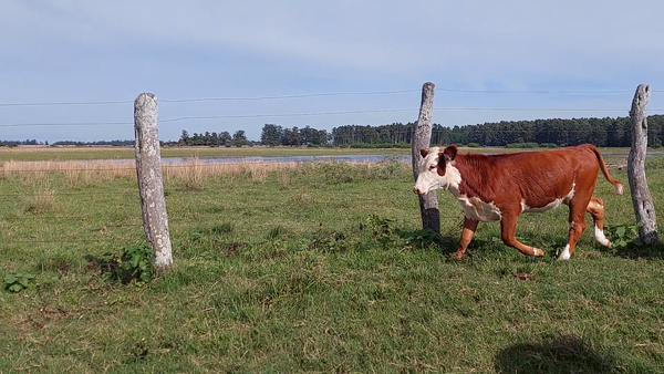 Lote 27 Terneros/as