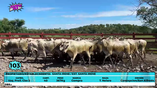 Lote LOTE 103