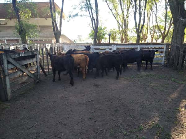 Lote 15 Vaquillonas en Gral. Lamadrid, Buenos Aires