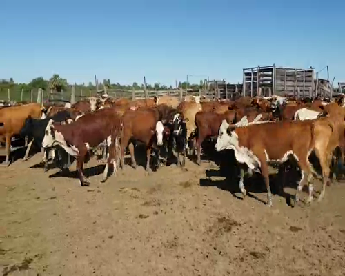 Lote 110 Vaquillonas en San Luis del Palmar, Corrientes