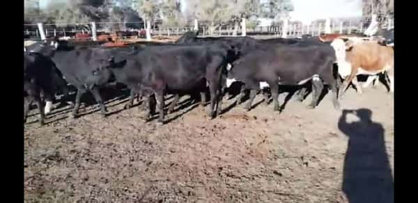 Lote 30 Vacas de invernar en Villaguay, Entre Ríos