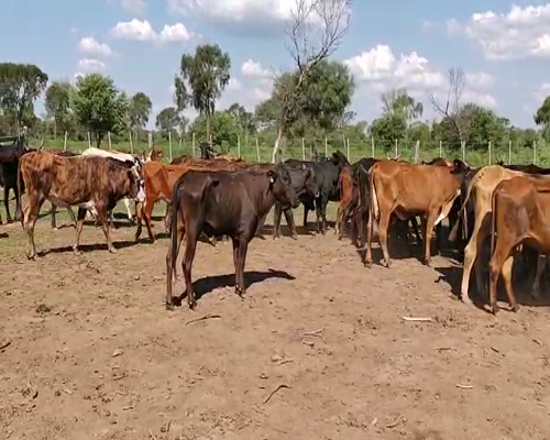 Lote 50 Vacas de invernar en Tintina, Santiago del Estero