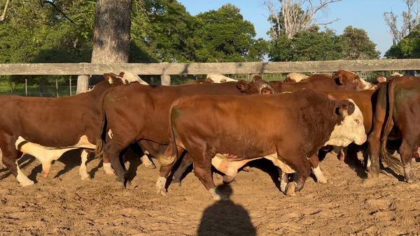 Lote 13 Toros