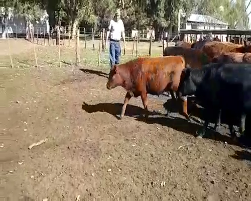 Lote 85 Terneros/as en Lezama, Buenos Aires