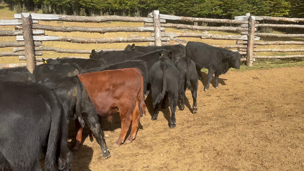 Lote 65 Ternero en Coyhaique, XI Región Aysén