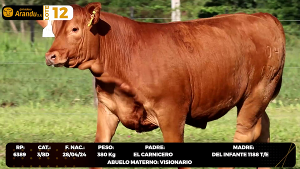 Lote LOTE 12