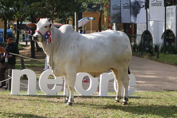 Lote Nelore a Bozal Expo Internacional 2022 RP 2489 - Lote 16