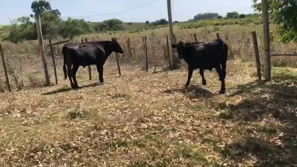 Lote (Vendido)2 Novillos Angus a remate en Pantalla Camy 330kg -  en Laurel