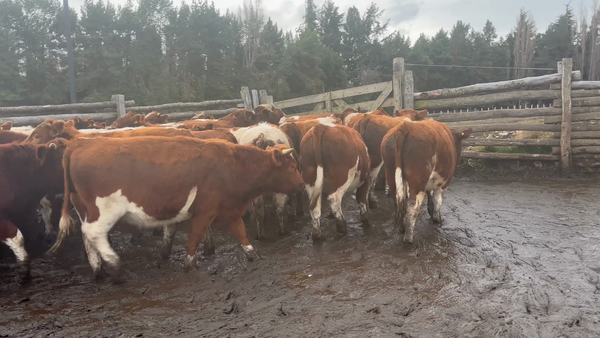 Lote 42 Novillo Engorda en Coyhaique, XI Región Aysén