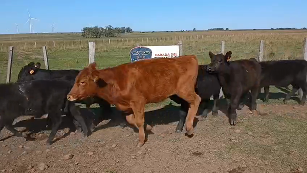 Lote Lote 9
