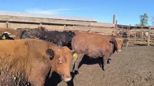 Lote 40 Novillo Gordo en Los Ángeles, VIII Región Biobío