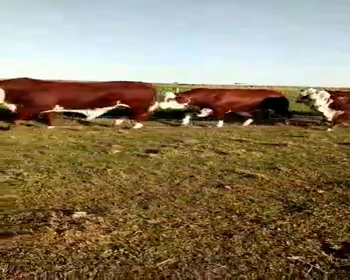 Lote 5 Toros reproductor en San Justo, Santa Fe