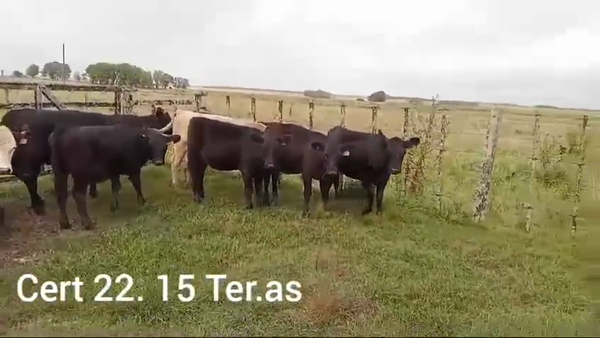 Lote TERNERAS