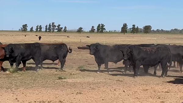 Lote 17 Toros en Carmen de Areco, Buenos Aires