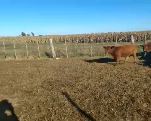 Lote 140 Terneros/as en Coronel Suarez, Buenos Aires