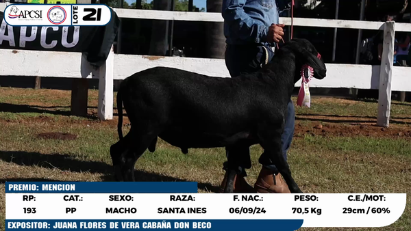 Lote LOTE 21