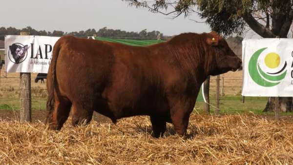 Lote TOROS PUROS POR CRUZA