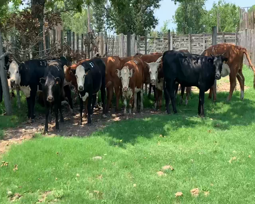 Lote 12 Vaquillonas 1 a 2 años en Melo, Cerro Largo