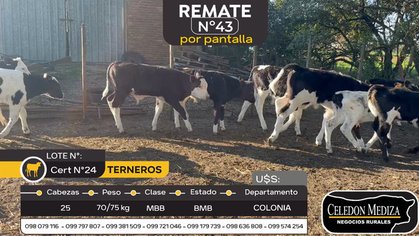 Lote 25 Terneros en Colonia