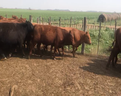 Lote 99 VAQUILLONAS en Casbas, Buenos Aires