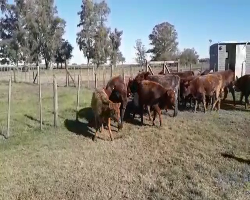 Lote 23 Terneros/as en arboledas, Buenos Aires