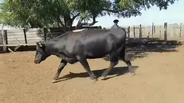 Lote 28 Vaquillonas Vacas Preñadas en San Antonio, Salto